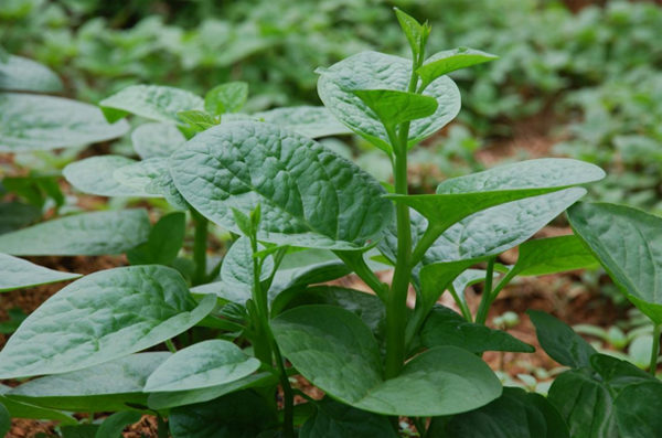 Bị trĩ, táo bón không nên bỏ qua bài thuốc từ rau Mồng tơi