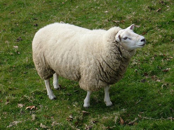 Không nên chỉ dùng sữa cừu để nuôi con