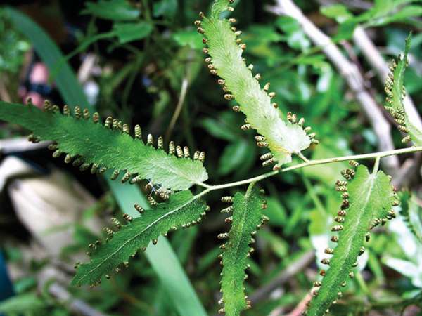 Công dụng của Hải Kim Sa