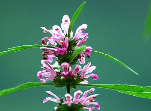 Công dụng của vị thuốc Ích Mẫu Thảo