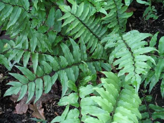 Công dụng của vị thuốc quán chúng