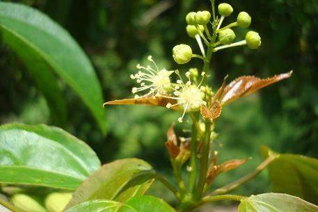 Phương pháp chế biến vị thuốc Ba đậu (Semen Tiglii)