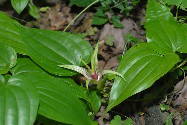 Phương pháp chế biến vị thuốc Bách bộ