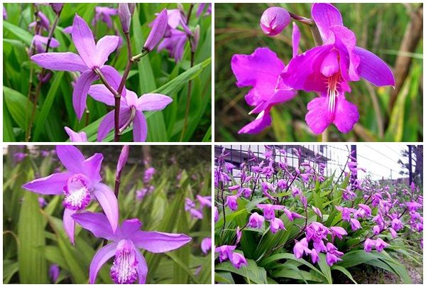 Phương pháp chế biến vị thuốc Bạch cập (Radix Bletillae)