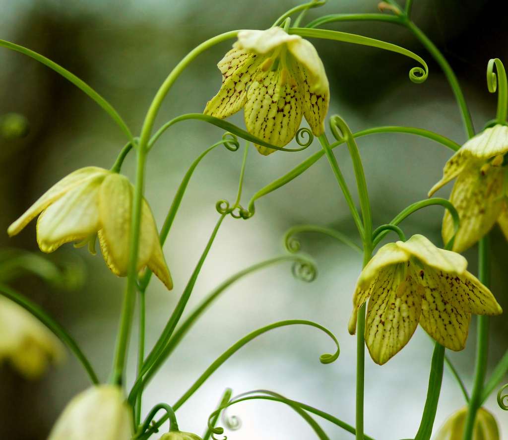 Dược thiện ở Trung Hoa