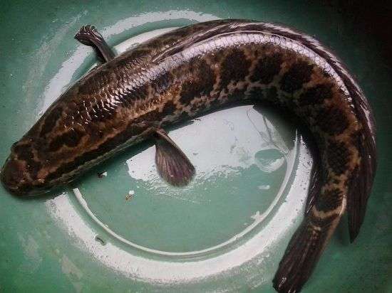 Đặc tính, công dụng của Cá chuối