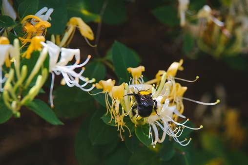 Công dụng giải độc của cây Kim ngân