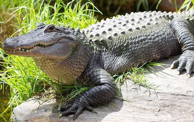 Đặc tính, công dụng của Da cá sấu