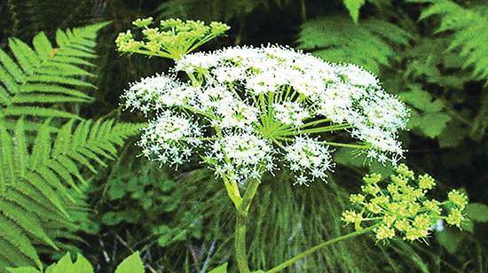 Nguồn gốc của vị thuốc Đương quy