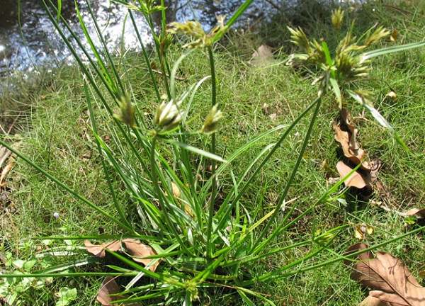 Hương phụ - Ai là phụ nữ cần phải biết đến cây thuốc này