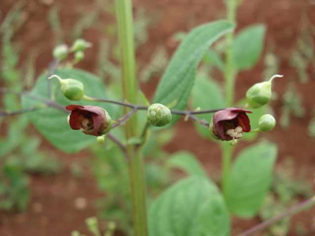 Huyền sâm có công dụng gì? Bài thuốc có Huyền sâm