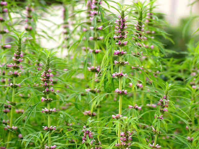 Ích mẫu cây thuốc có ích cho người mẹ