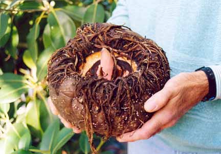 Chất độc trong cây khoai nưa cần phải đề phòng