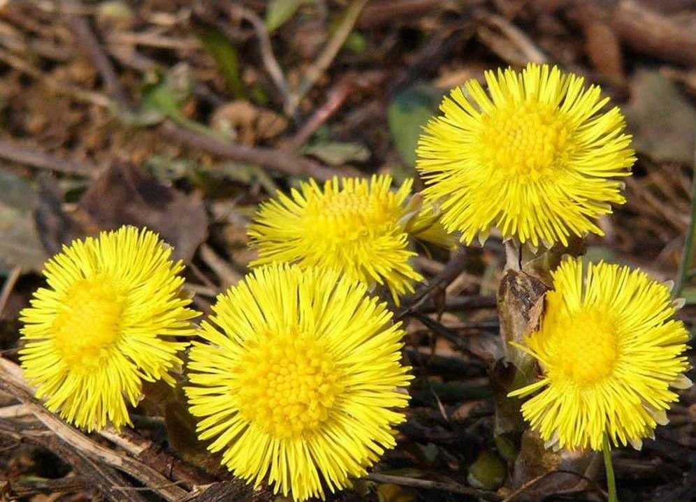 Tìm hiểu công dụng của Khoản Đông Hoa