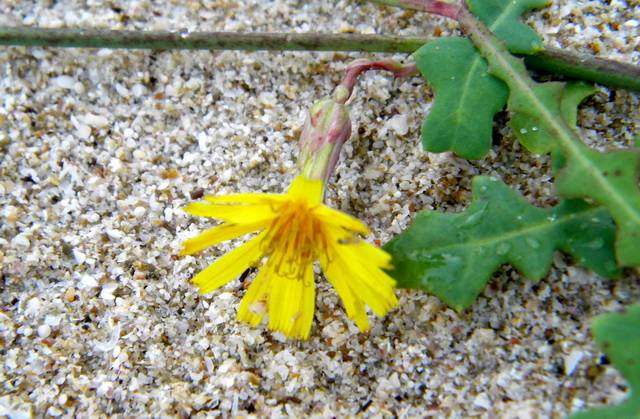 Công dụng của vị thuốc Sa sâm