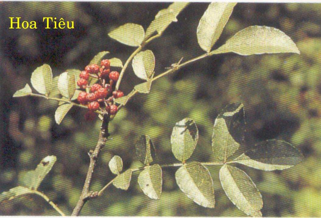 Tần tiêu - Loại gia vị tuyệt hảo làm tăng hương vị