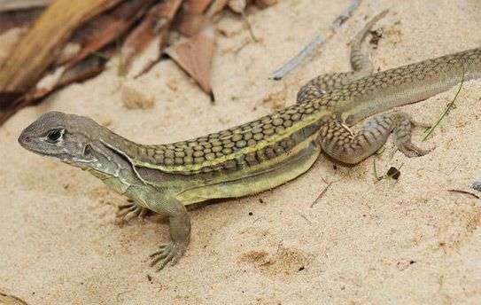 Đặc tính, công dụng của Thạch long tử