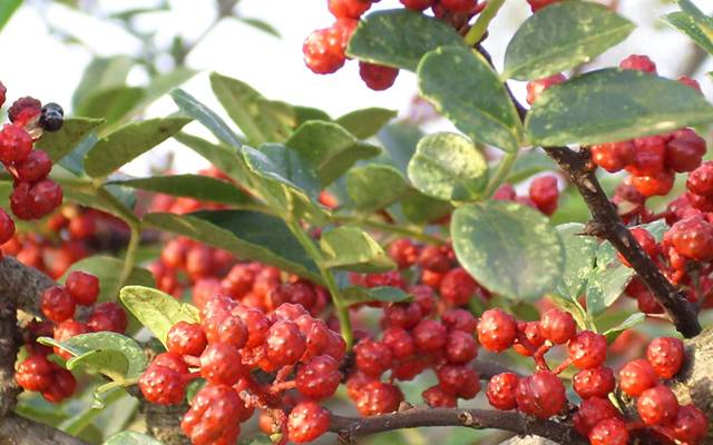 Thục tiêu - Đặc tính, công dụng và phương thuốc trị liệu