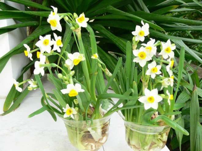 Bộ phận độc và chất độc trong cây Thủy tiên