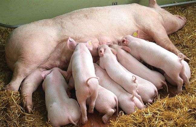 Đặc tính, công dụng của Tinh hoàn lợn