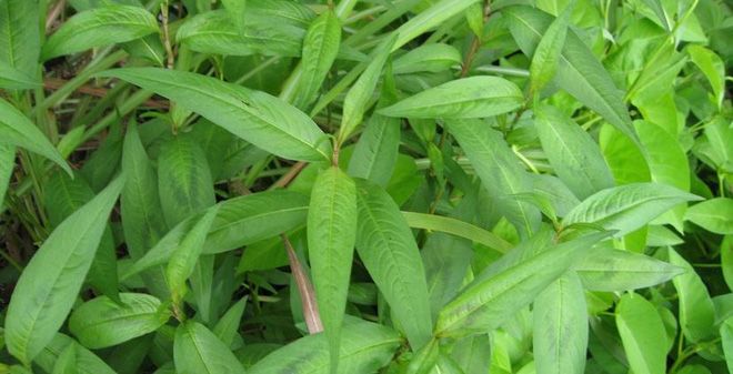 9 Loại rau thơm có tác dụng trị bệnh hiệu quả