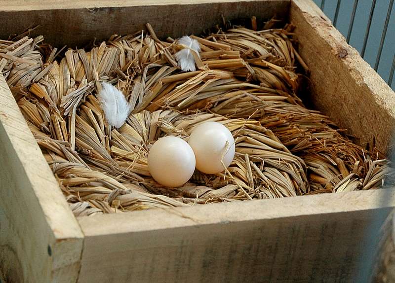 Cách làm món Trứng bồ câu đuôi phượng