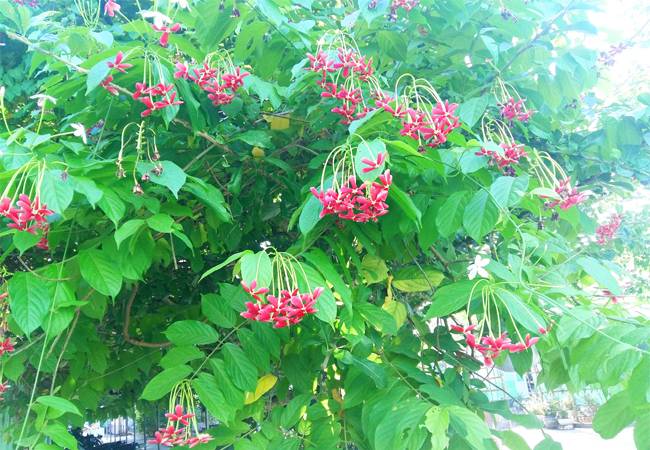 PQA vườn hoa dược liệu